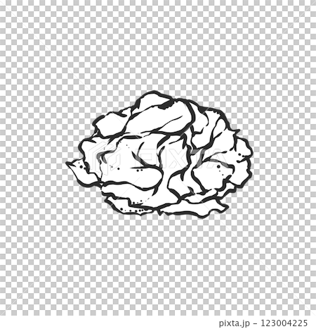 裙帶菜的手繪插圖 裙帶菜的手繪插圖 123004225