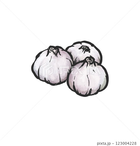 にんにくの手描き筆絵風イラスト 123004228