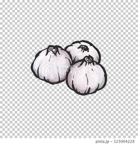 大蒜手繪筆刷風格插畫 大蒜手繪筆刷風格插畫 123004228