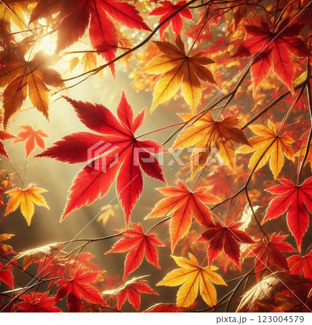 真っ赤な紅葉 真っ赤な紅葉 123004579