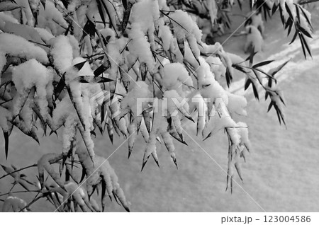 雪を纏った竹（モノクロイメージ） 123004586