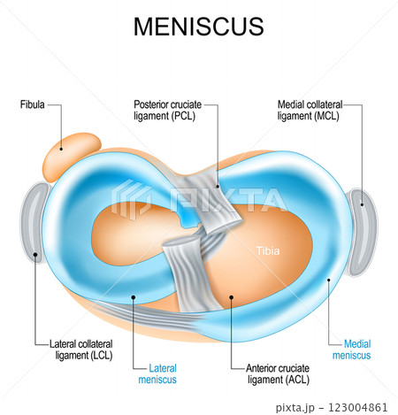 Meniscus structure. Knee joint anatomy. 123004861