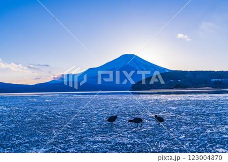 【山梨県】厳冬期の山中湖　氷上の水鳥 123004870