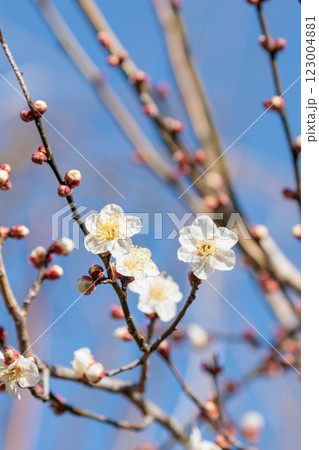 青空に映える春の到来を告げる白梅 123004881