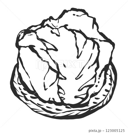 春キャベツの手描き筆絵風イラスト 春キャベツの手描き筆絵風イラスト 123005125