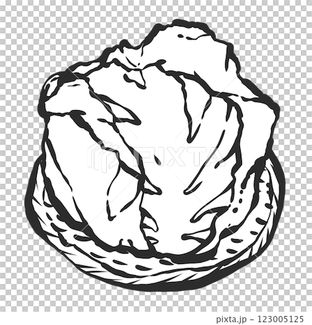 春キャベツの手描き筆絵風イラスト 春キャベツの手描き筆絵風イラスト 123005125