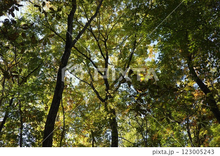 秋、徐々に紅葉しつつある落葉紅葉樹の森 秋、徐々に紅葉しつつある落葉紅葉樹の森 123005243