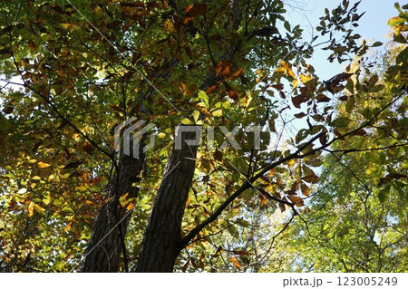 秋、徐々に紅葉しつつある落葉紅葉樹の森 123005249