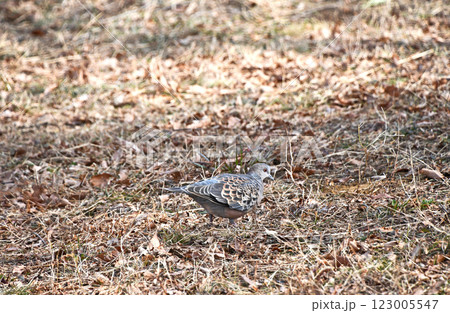 早春の公園を餌を探して歩き回るキジバト 123005547