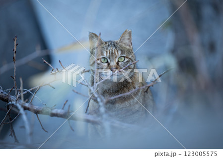 物陰からこちらをうかがう猫 123005575
