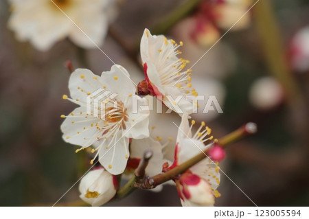 早春に白い花を咲かせる梅 123005594