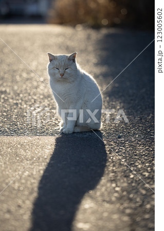 夕暮れに佇む猫 123005602
