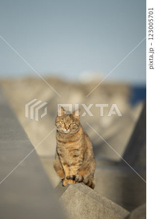防波堤で佇む猫 123005701