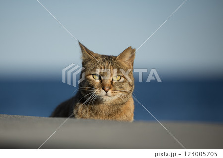 防波堤で佇む猫 123005705