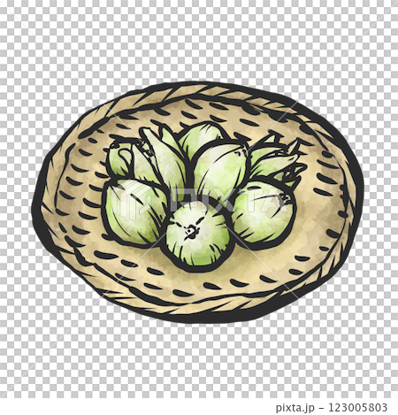 款冬的手繪插圖 123005803