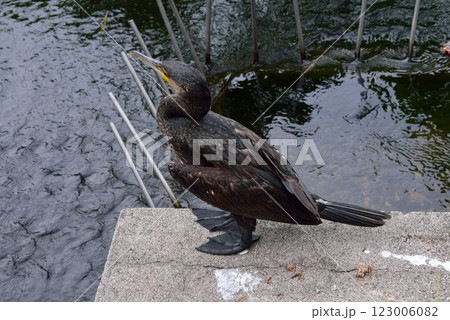 上野恩賜公園の野鳥・カワウ（河鵜、川鵜） 123006082