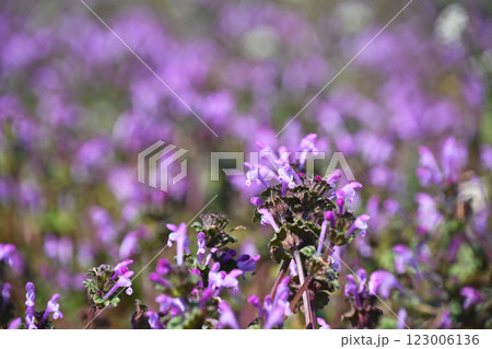ピンクに染まる春の野　ホトケノザ 123006136