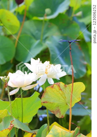 白い蓮の花 123006252
