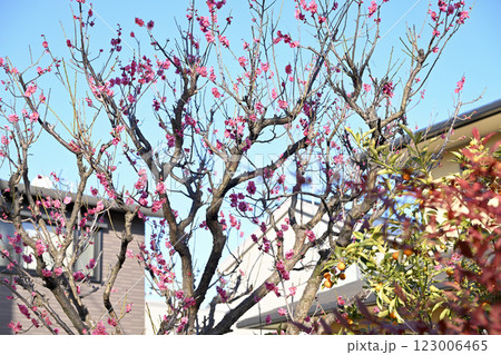 庭先に咲く梅の花 庭先に咲く梅の花 123006465