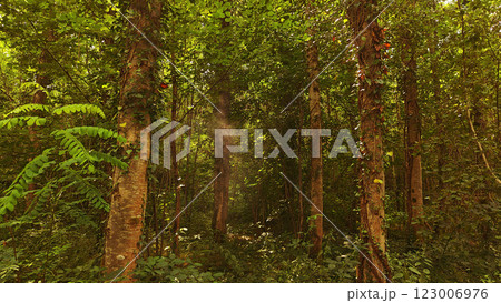 Dense Forest with Sunlight Filtering Through the Canopy 123006976