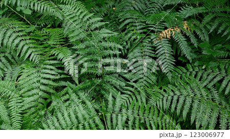 Lush Green Fern Leaves Wallpaper Lush Green Fern Leaves Wallpaper 123006977