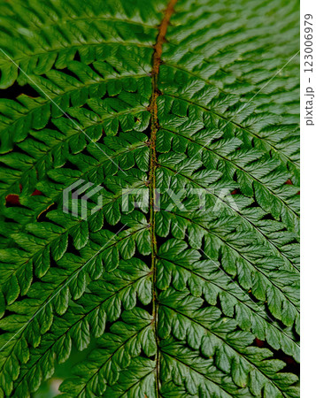 Vertical Close-Up View of Green Fern Leaf Wallpaper Vertical Close-Up View of Green Fern Leaf Wallpaper 123006979