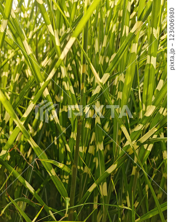Vertical View of Green Grass-Like Plants with White Stripes - Miscanthus sinensis Zebrinus Wallpaper Vertical View of Green Grass-Like Plants with White Stripes - Miscanthus sinensis Zebrinus Wallpaper 123006980