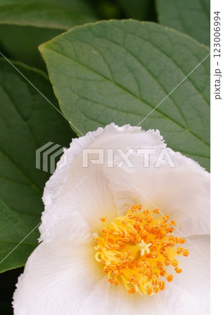 白い夏椿の花 123006994
