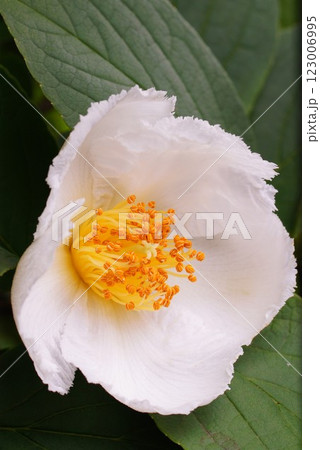 白い夏椿の花 123006995