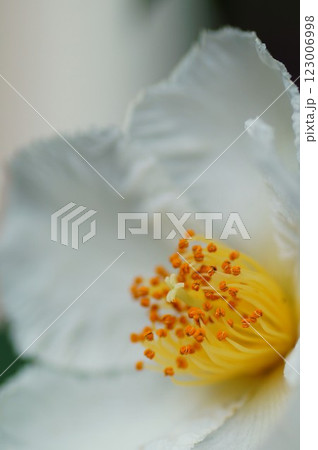 シャラの花 123006998