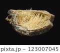 Detailed Close-Up View of Beautiful Quartz Chalcedony Geode with Intricate Needle-Like Crystals on Dark Background 123007045
