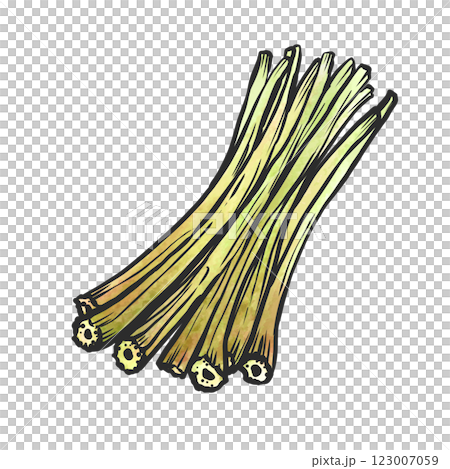 手繪畫筆風格的款冬插圖 手繪畫筆風格的款冬插圖 123007059