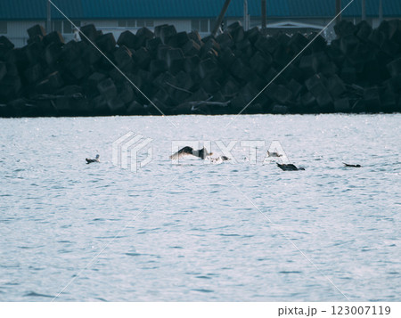 遠くに羽ばたくウミネコがいる 123007119