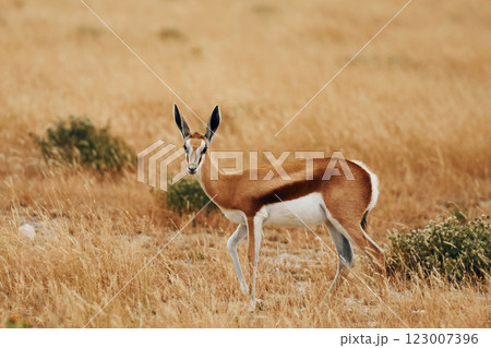 Side view. Anthelope is in the wildlife outdoors in Africa 123007396