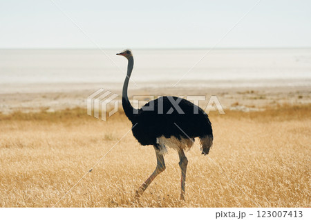 Ostrich standing outdoors in Africa's savanna Ostrich standing outdoors in Africa's savanna 123007413