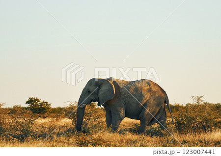 Side view. Elephant is in the wildlife at daytime 123007441