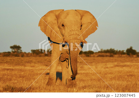 Elephant is in the wildlife at daytime Elephant is in the wildlife at daytime 123007445