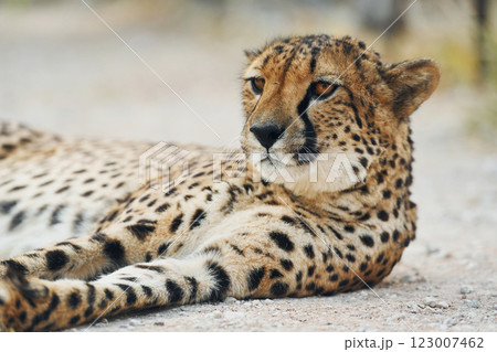 Close up view of cheetah that is lying down on the green grass outdoors 123007462