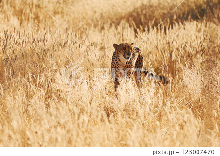 Cheetah is outdoors in the wildlife Cheetah is outdoors in the wildlife 123007470