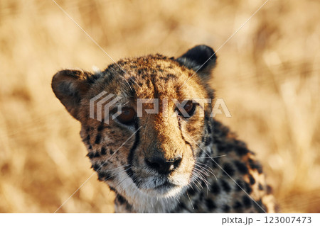 Close up view. Cheetah is outdoors in the wildlife 123007473