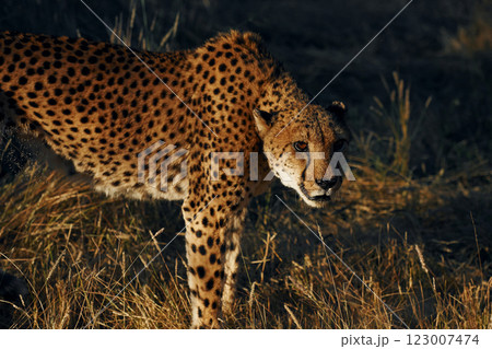 Close up view. Cheetah is outdoors in the wildlife Close up view. Cheetah is outdoors in the wildlife 123007474