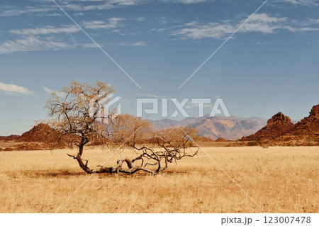 Trees are growing in the extreme climate land. Majestic view of amazing landscapes in African desert 123007478