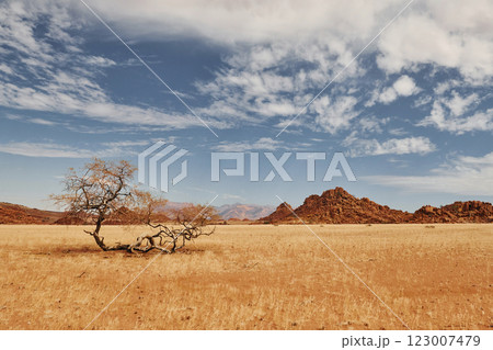 Trees are growing in the extreme climate land. Majestic view of amazing landscapes in African desert Trees are growing in the extreme climate land. Majestic view of amazing landscapes in African desert 123007479