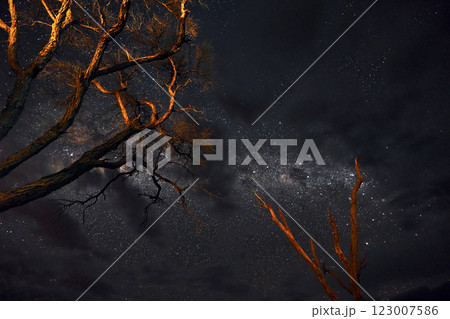 Under the trees. Majestic view of clear sky with stars and Milky Way in the space Under the trees. Majestic view of clear sky with stars and Milky Way in the space 123007586
