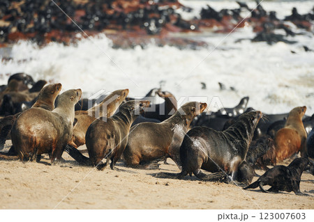 On the beach. Fur seals is on the beach outdoors in the wildlife On the beach. Fur seals is on the beach outdoors in the wildlife 123007603