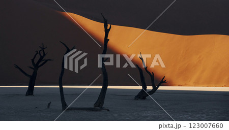 Dead trees. Majestic view of amazing landscapes in African desert Dead trees. Majestic view of amazing landscapes in African desert 123007660