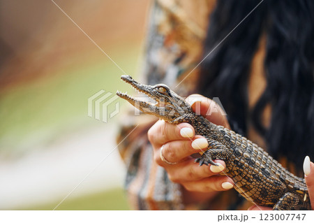 Woman holding little baby crocodile in hands 123007747