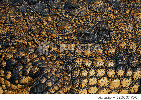 Close up view. Crocodiles relaxed and resting on the ground 123007750