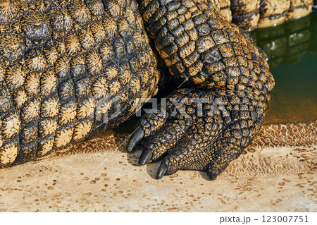 Close up view. Crocodiles relaxed and resting on the ground 123007751