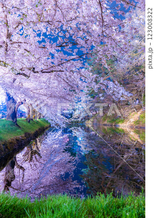 美しい弘前の夜桜 美しい弘前の夜桜 123008322